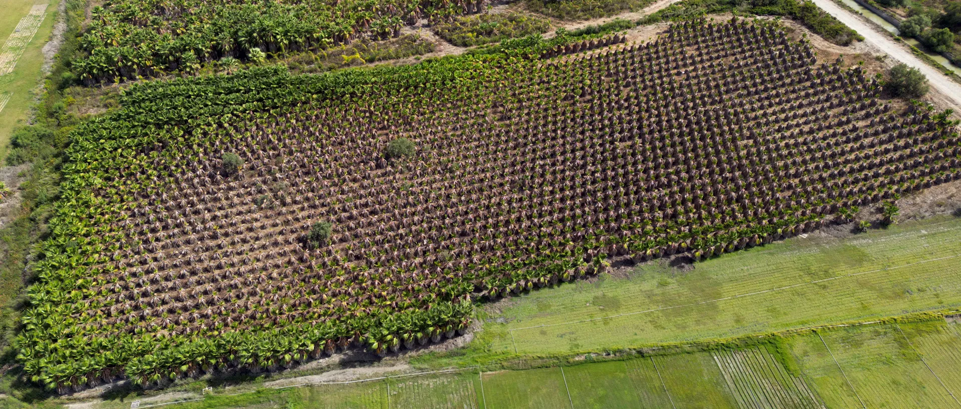 Plantación de palmeras washingtonia vista desde el aire