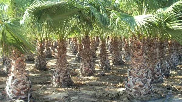 Palmeras del vivero