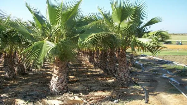 Palmeras del vivero