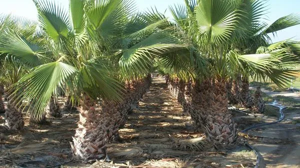 Palmeras del vivero