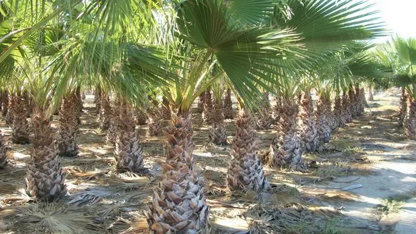 Palmeras del vivero