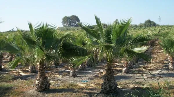 Palmeras del vivero