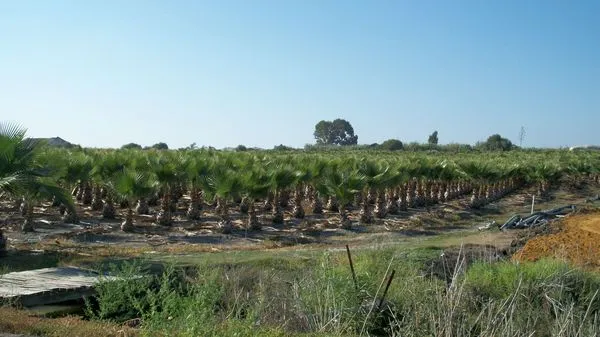 Palmeras del vivero
