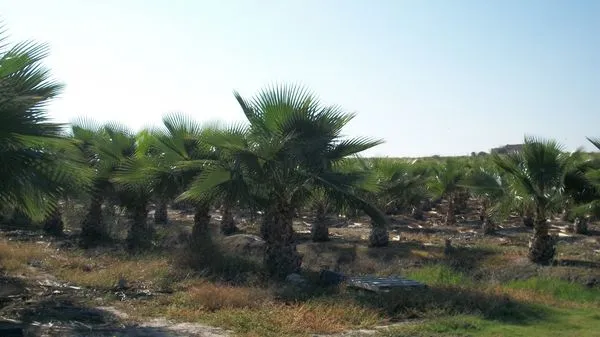 Palmeras del vivero