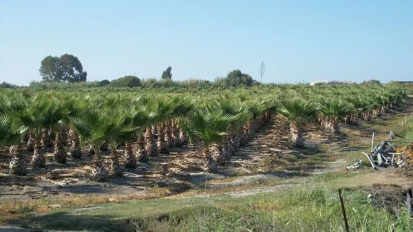 Palmeras del vivero