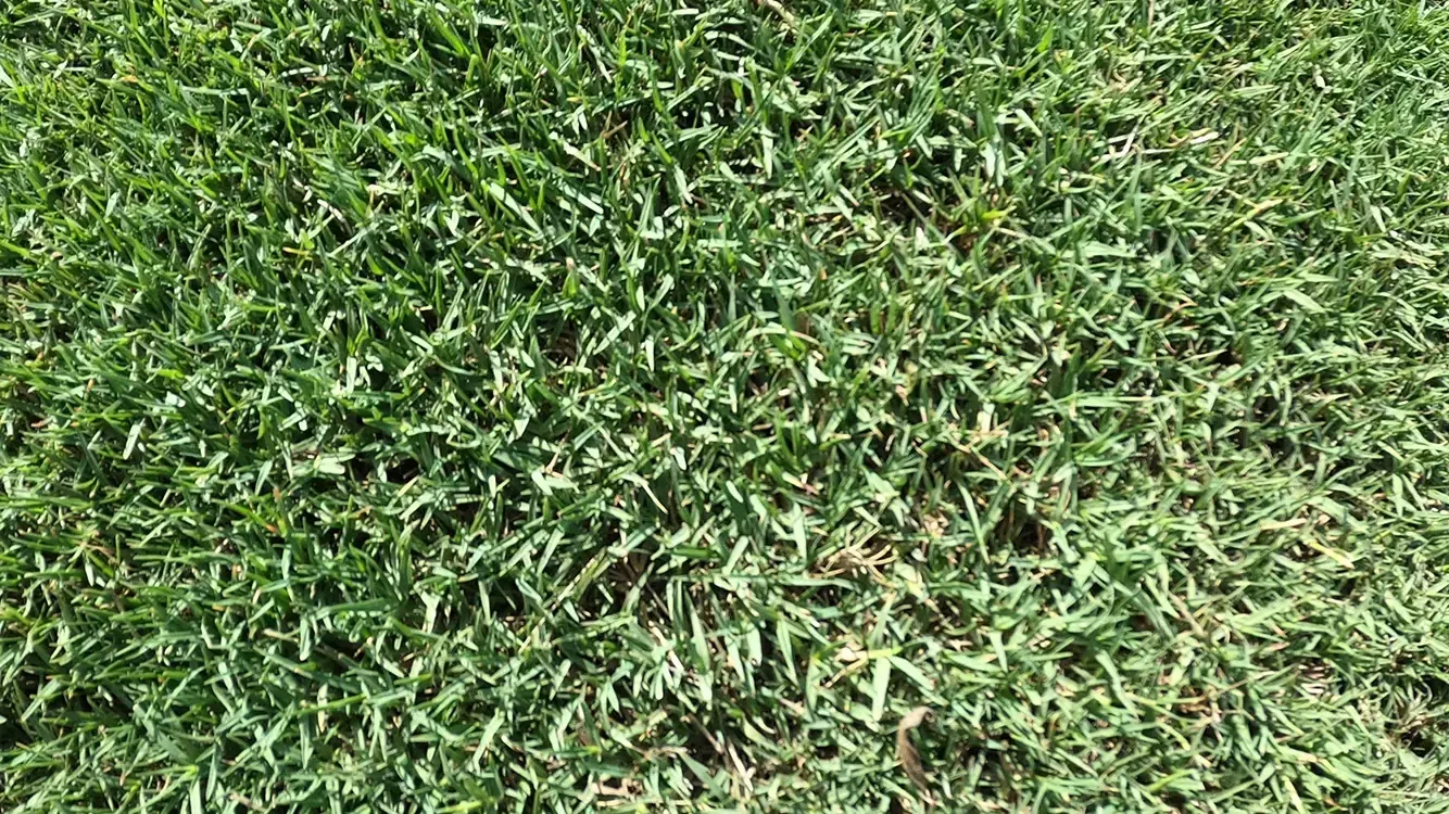Césped Toro en detalle