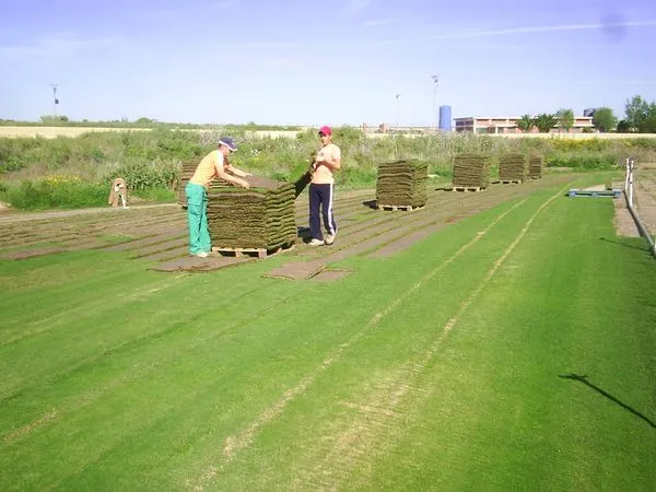 Extracción y colocación de tepes de césped