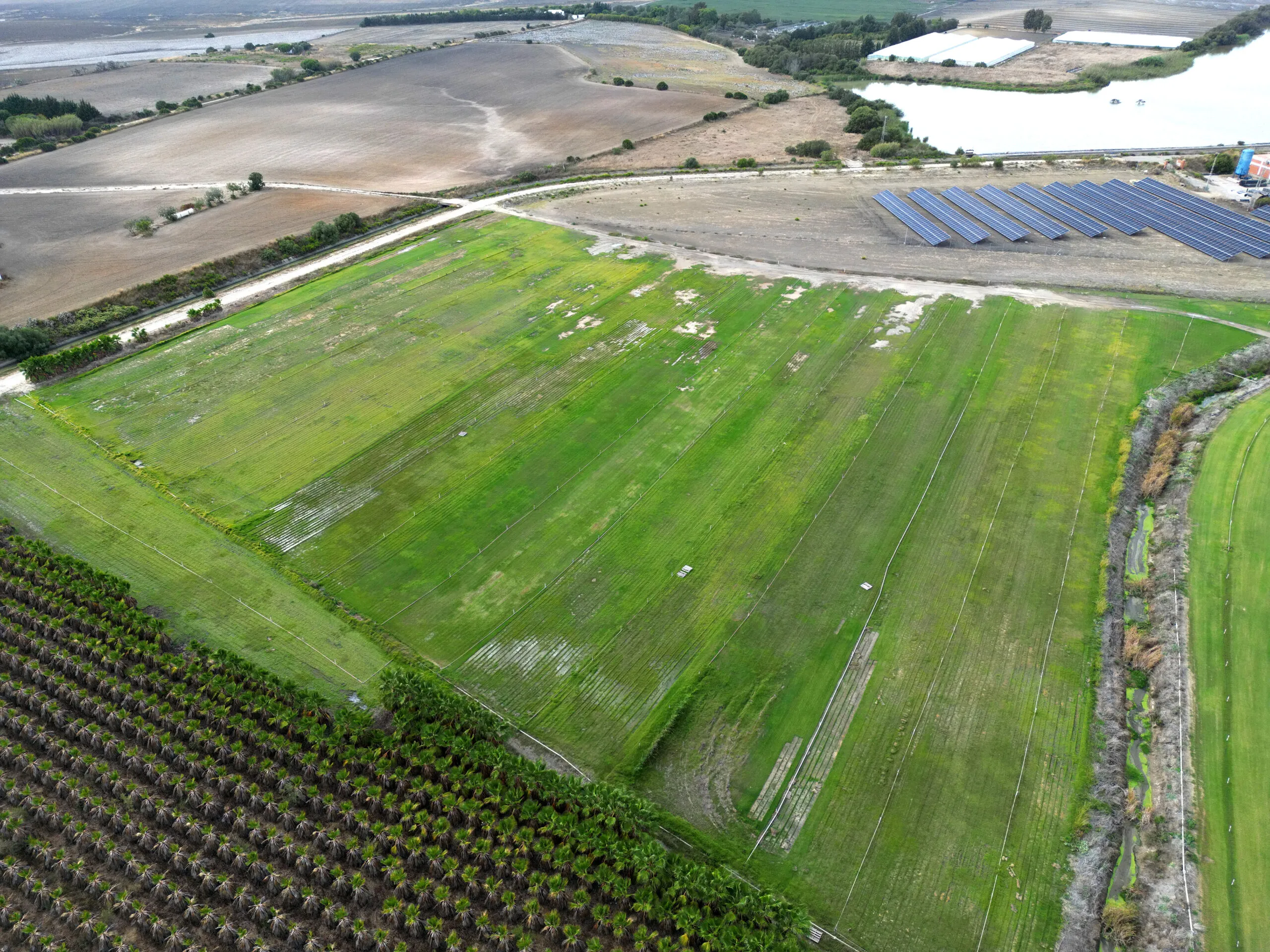 Vista aérea del vivero y su plantación de palmeras