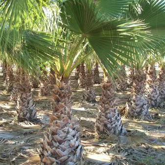 Detalle de washingtonia robusta