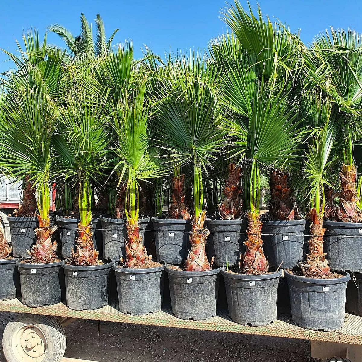 Washingtonia robusta